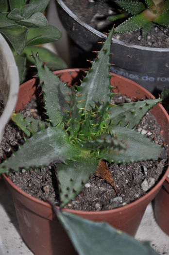 aloe erinacea - Aloe