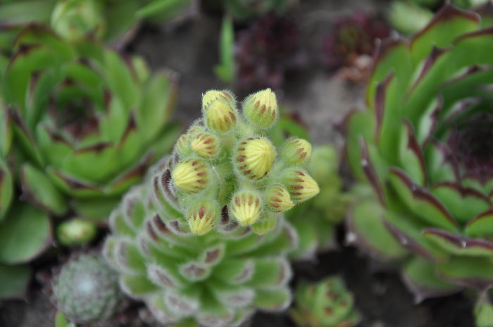 DSC_9890 - Sempervivum