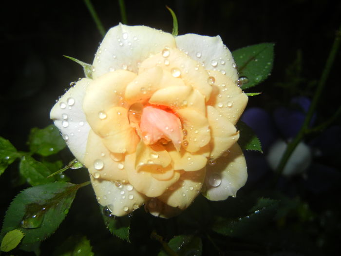 Orange Miniature Rose (2015, August 10)
