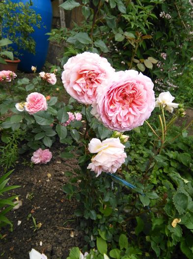 Abraham Darby