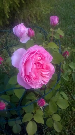 dames de chenonceau - Trandafiri 2016