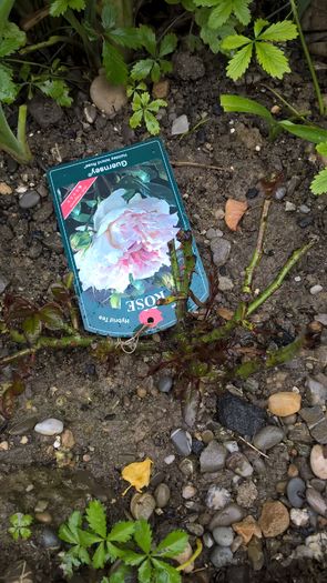 Guernsey - Evolutie trandafiri floribunda
