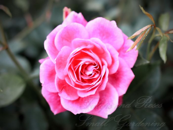 Regensberg Rose