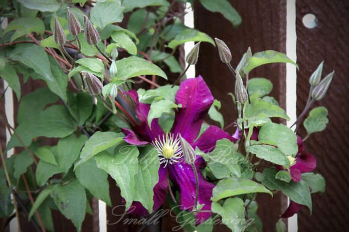 Clematis Warszawska Nike