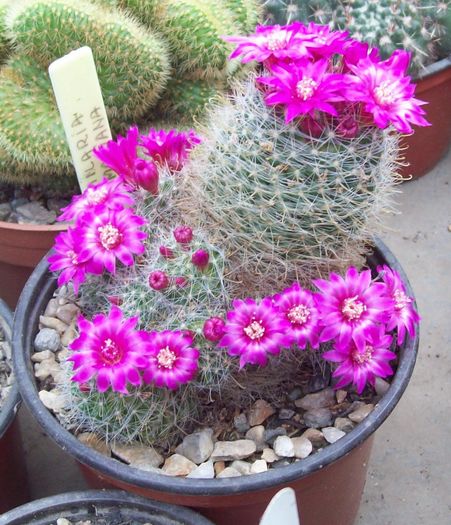 Mammillaria zeilmanniana - Cactusi