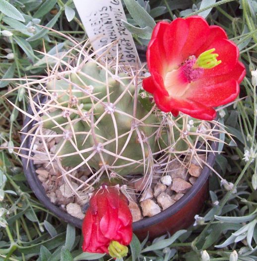 Echinocereus triglochidiatus SB 1067 Fremont Co - Cactusi