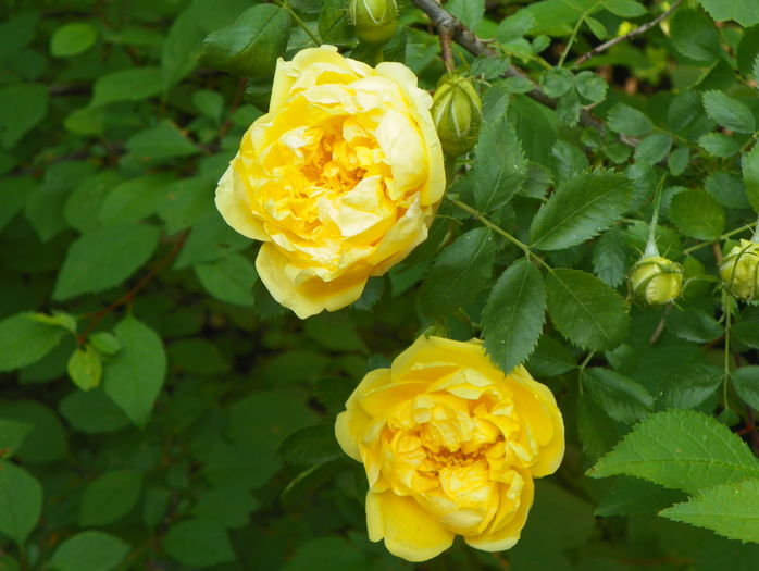 Persian Yellow - Trandafiri 2016 - 1