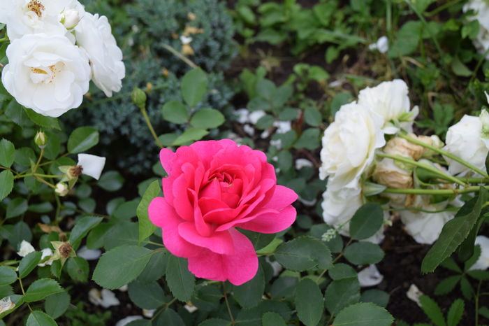Sir John Betjeman prima floare - 2016 Trandafiri_Iunie