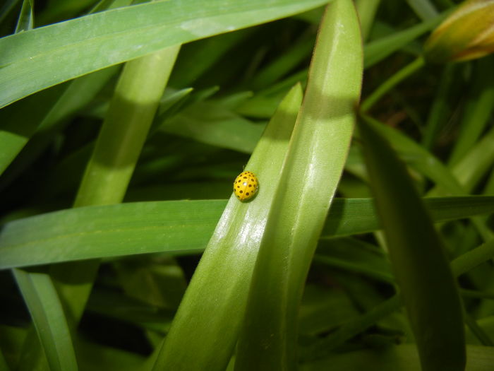 Yellow Lady Beetle (2016, April 08)