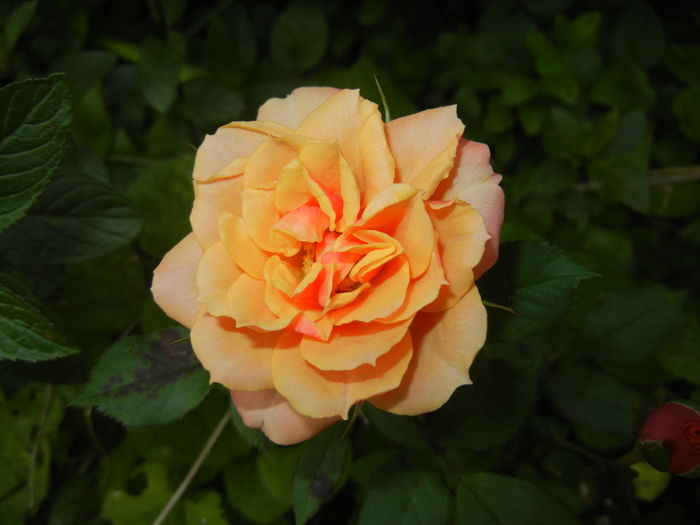 Orange Miniature Rose (2016, May 21)
