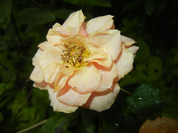 Orange Miniature Rose (2016, May 27)
