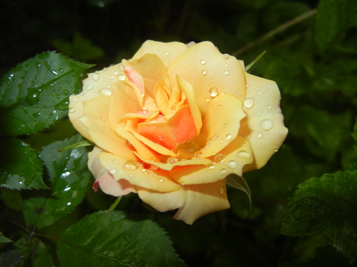 Orange Miniature Rose (2016, May 27)
