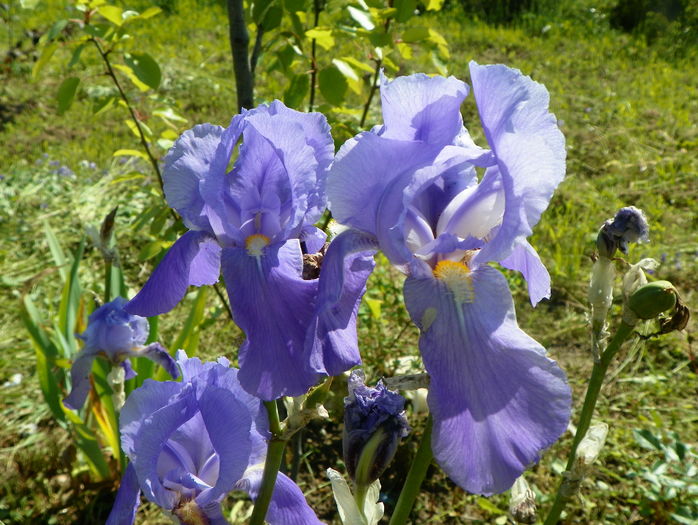 pallida - Irisi si bujori 2016
