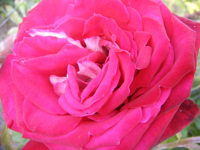 Rosa Osiria