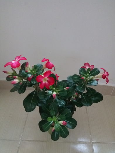 trandafirul desertului - Trandafirul desertului-Adenium obesum