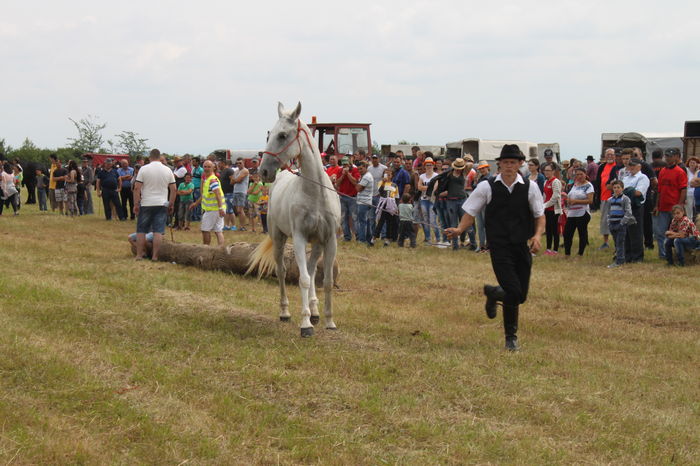 IMG_9062 - EXPO CAI RUSENI 2016 SATU MARE