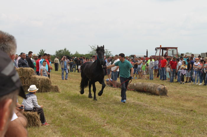 IMG_9070 - EXPO CAI RUSENI 2016 SATU MARE