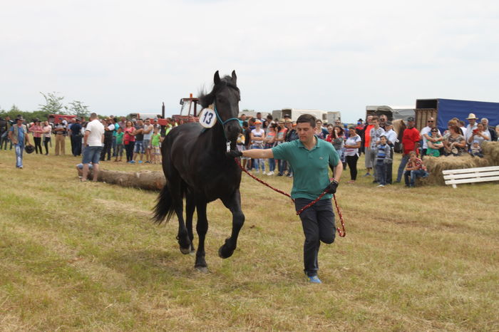 IMG_9071 - EXPO CAI RUSENI 2016 SATU MARE