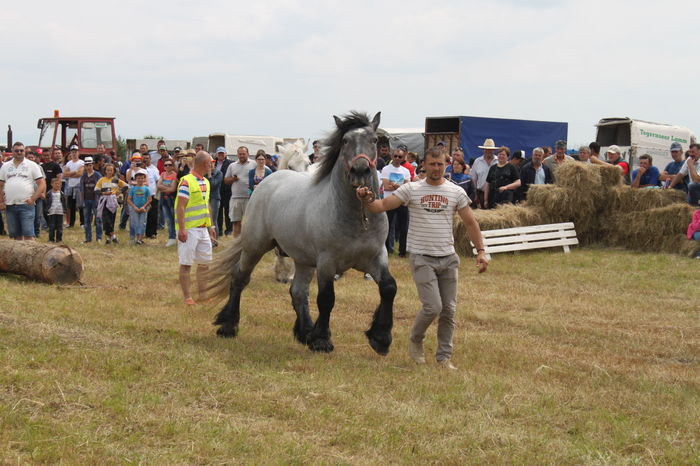 IMG_9105 - EXPO CAI RUSENI 2016 SATU MARE