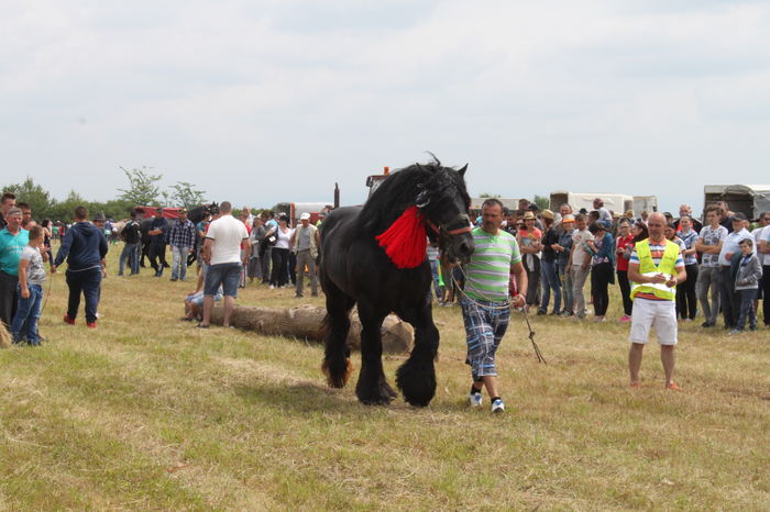 IMG_9172 - EXPO CAI RUSENI 2016 SATU MARE