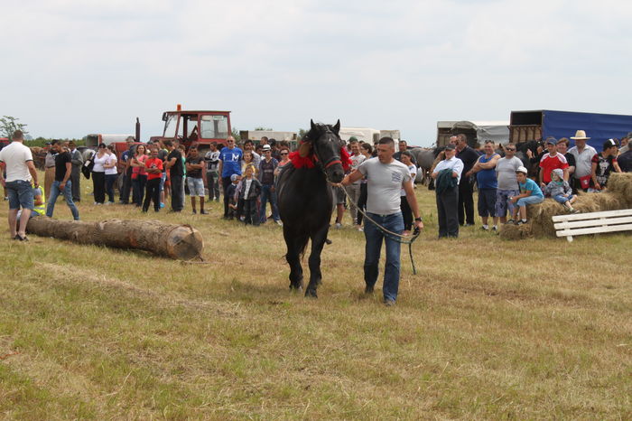 IMG_9206 - EXPO CAI RUSENI 2016 SATU MARE