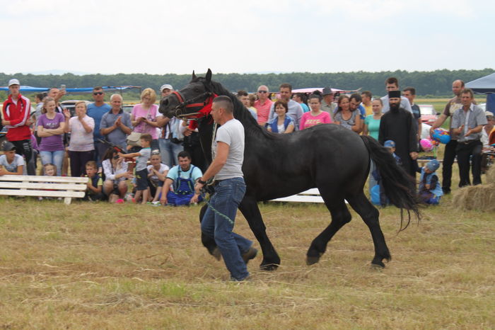 IMG_9211 - EXPO CAI RUSENI 2016 SATU MARE