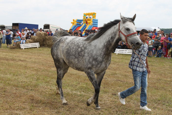 IMG_9229 - EXPO CAI RUSENI 2016 SATU MARE