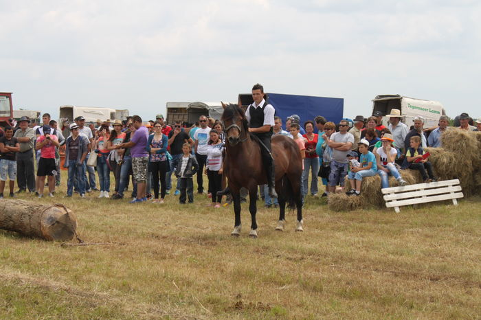 IMG_9240 - EXPO CAI RUSENI 2016 SATU MARE