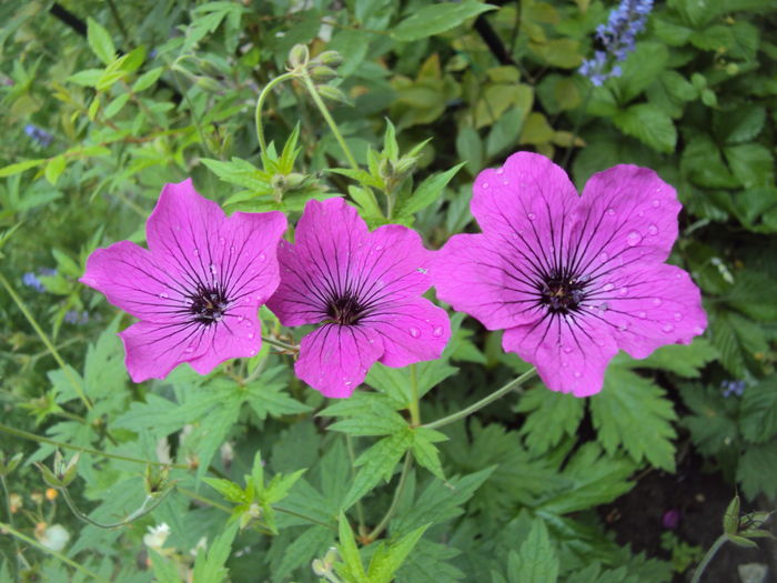 Geranium Patricia - Geranium si alte perene