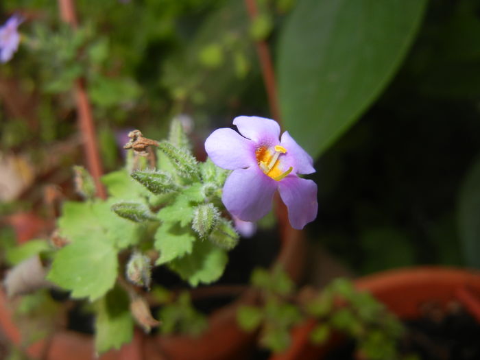 Bacopa monnieri (2016, June 10)