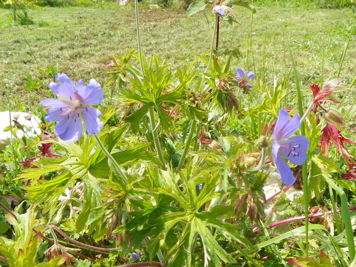 geranium de la mama lui