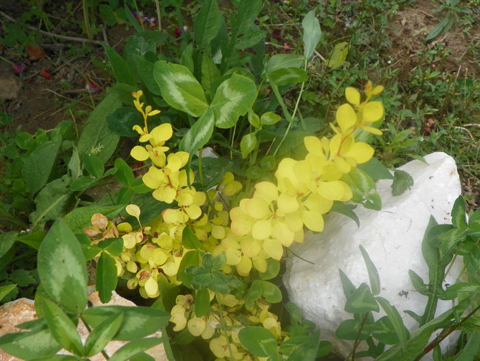 berberis Aurea