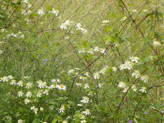 clematis Summer Snow