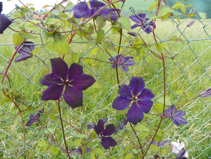 clematis Negritjanka