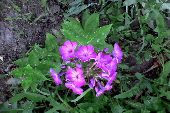 Phlox