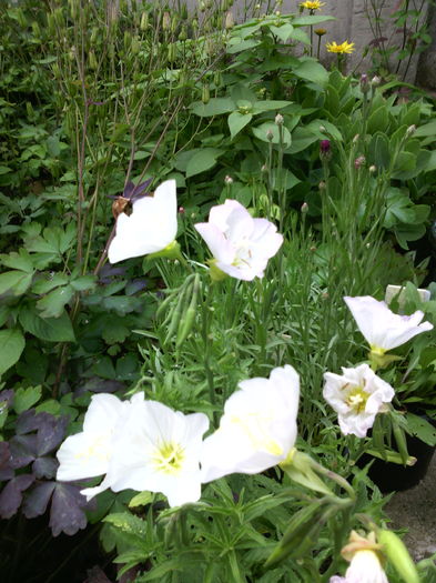 Oenothera speciosa