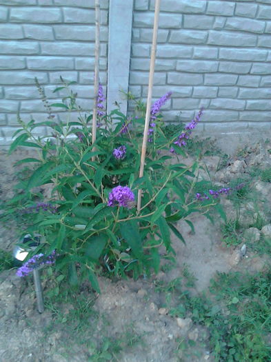 PLANTA FLUTURE "BUDDLEIA"; FLOARE MARE DE NUANTA MOV CARE ATRAGE FLUTURII PE TOT SEZONUL CALDUROS. CRESTERE VIGUROASA TIP TUFA PESTE 2 METRII. O ADEVARATA OAZA DE CULOARE IN GRADINA.
LA PLANTARE 2015
