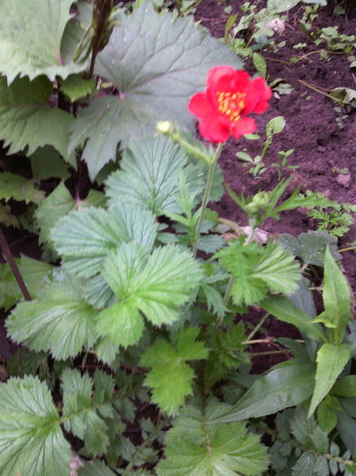 Geum