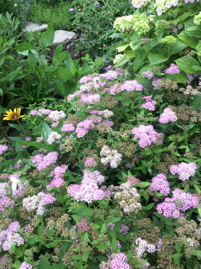 Spirea