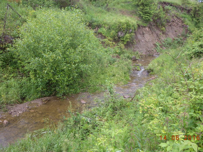 Apa si frunzis-7sh - PLANTE SI FRUNZE DE ARBORI IN HRANA CAPRELOR