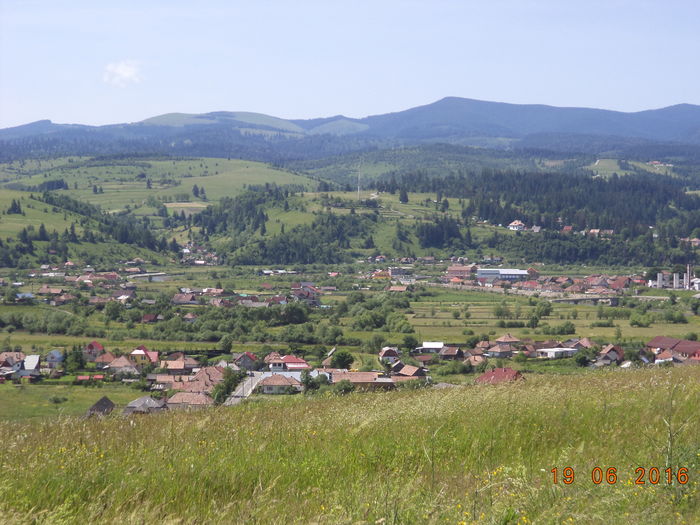 Toplita si M-tii Gurghiu-5 - PLANTE SI FRUNZE DE ARBORI IN HRANA CAPRELOR