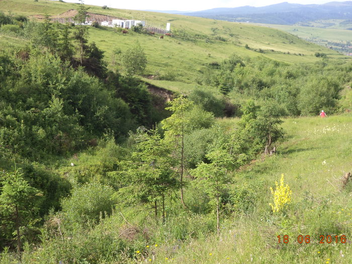 Valea cu frunzis bogat-6zw - PLANTE SI FRUNZE DE ARBORI IN HRANA CAPRELOR