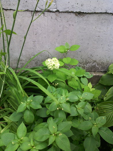 hortensie alba