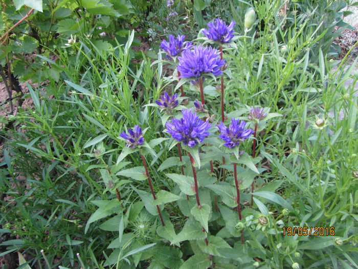 Campanula glomerata (3) - 1 primavara