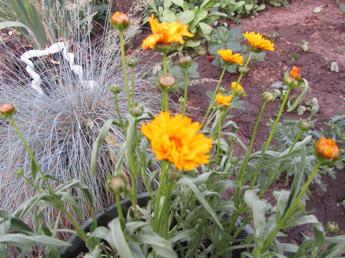 Coreopsis grandiflora (early sunrise) - 1 primavara