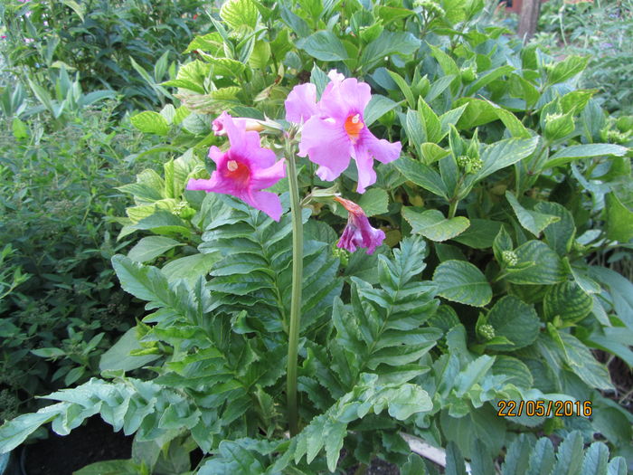 Incarvillea delavayi (5) - 1 primavara