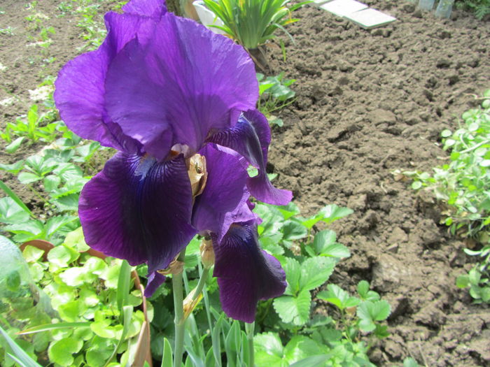 Iris germanica (22) - 1 primavara