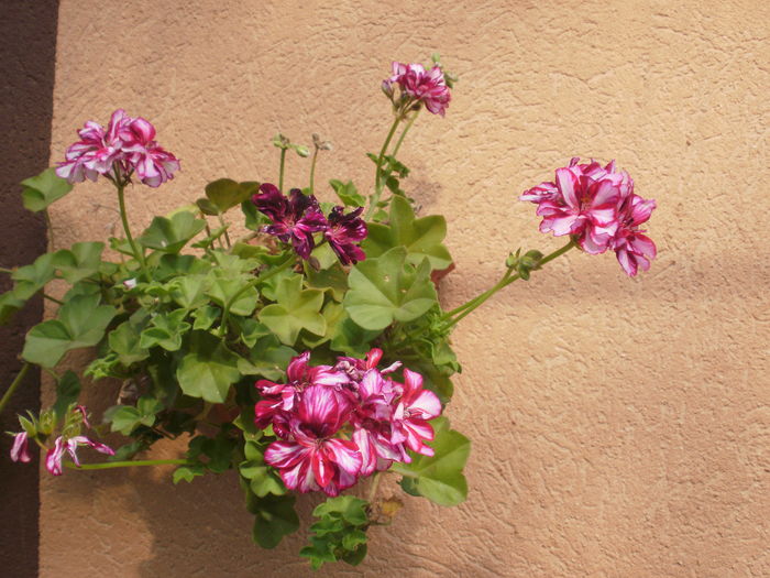  - Pelargonium