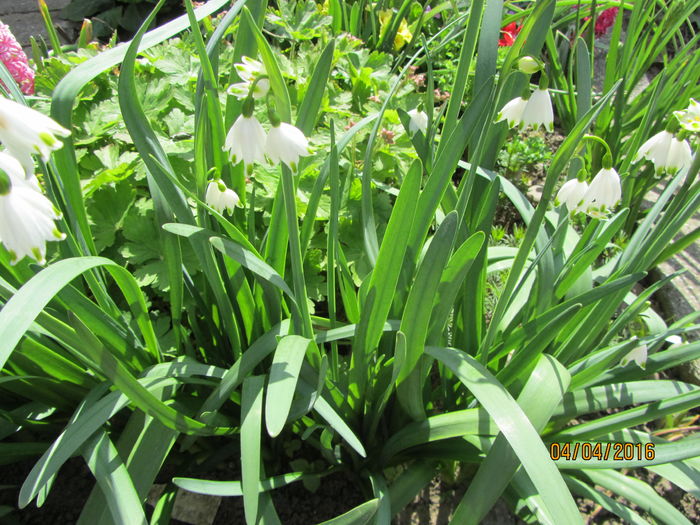 Leucojum aestivum - 1 primavara