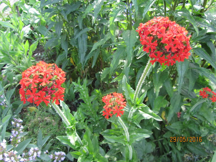 Lychnis calcedonica 1 - 1 primavara